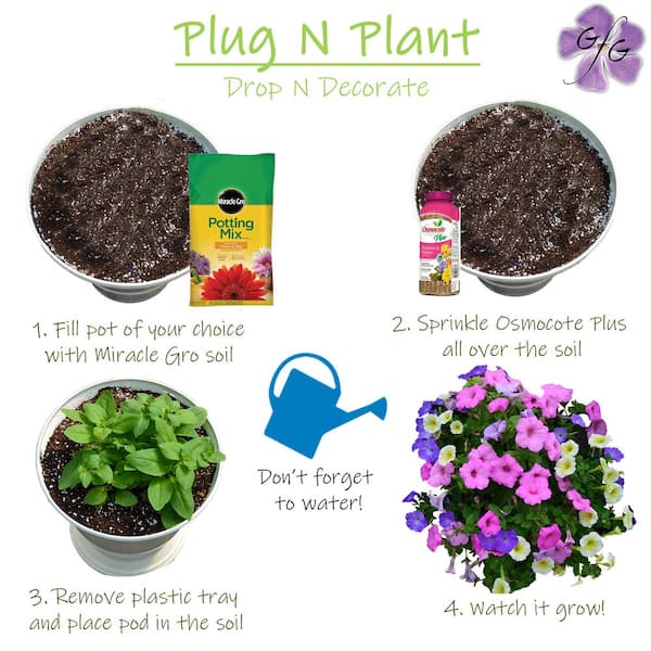 Petunias in Pots - How to Grow Petunias in Containers