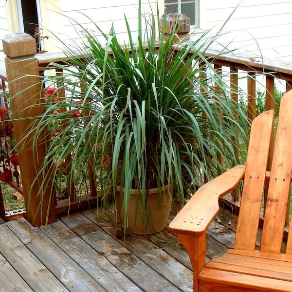 national PLANT NETWORK 2.5 in. Lemongrass Plant (3-Pack)