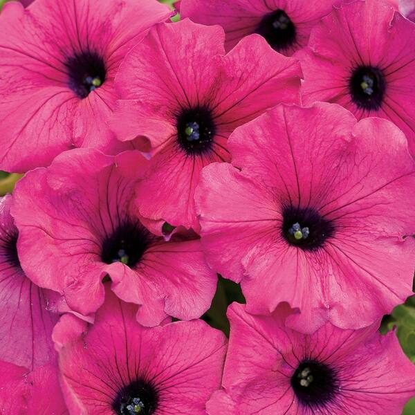 PROVEN WINNERS Supertunia Royal Magenta (Petunia) Live Plant, Pink-Purple Flowers, 4.25 in. Grande