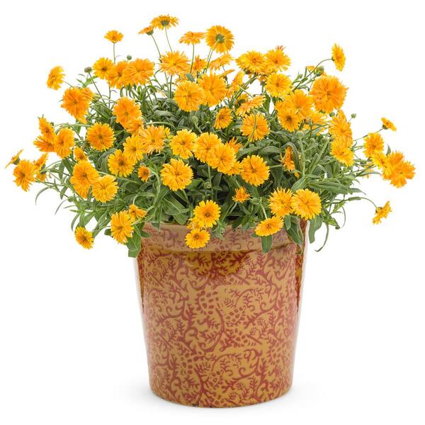 PROVEN WINNERS 4.25 in. Grande Orange Flowers Lady Godiva Orange English  Marigold Calendula Live Plants (8-Pack) CLNPRW1017528 - The Home Depot