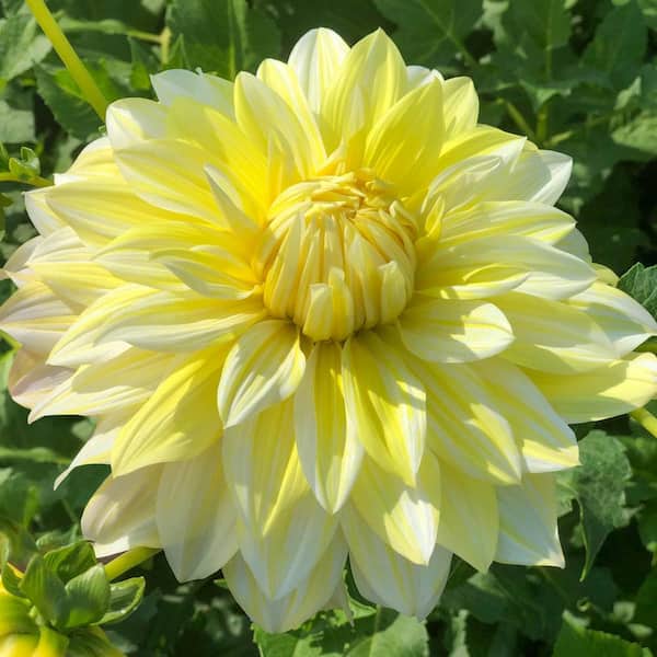 Breck's La Luna Dahlia Bulbs (3-Pack)