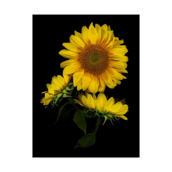 Trademark Fine Art Susan S. Barmon Sunflower 3 Canvas Unframed Photography Wall Art 18 in. x 24 in