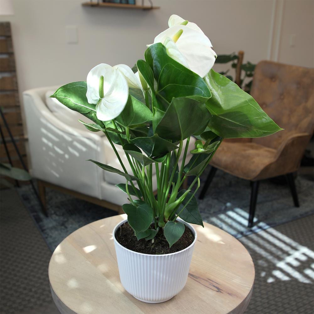 White Flamingo Anthurium in Ribbed Ceramic Planter