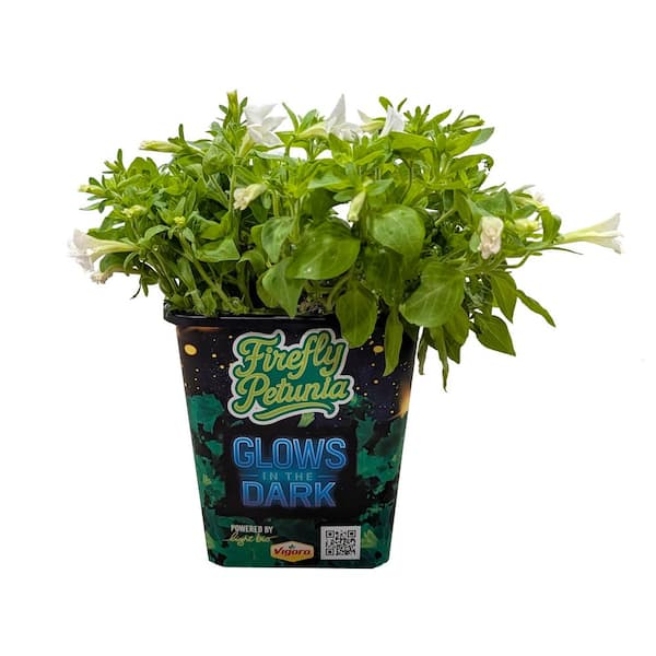 2.5 qt. Petunia Firefly Perennial Plant with White Luminescent Flowers (1-Pack)