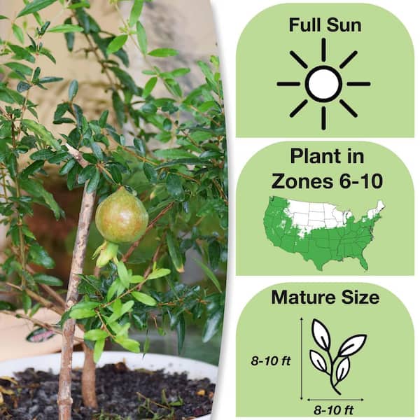 Cold Hardy Pomegranate Plant in 1 Gal. Grower's Pot, Fruit Packed with Antioxidants