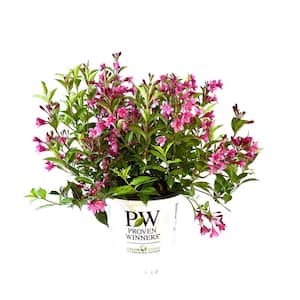 2 Gal. Sonic Bloom Pink Weigela Live Shrub with Hot Pink Reblooming Flowers