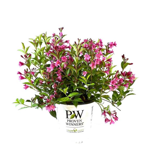 Sonic Bloom® Pink - Reblooming Weigela - Weigela florida