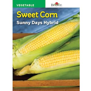 Corn Sweet Sunny Days Hybrid Seed