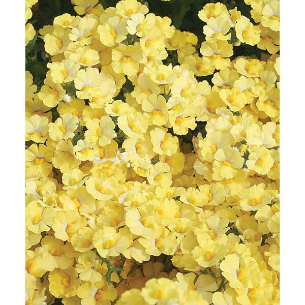 PROVEN WINNERS Sunsatia Lemon (Nemesia) Live Plant, Yellow Flowers, 4.25 in. Grande