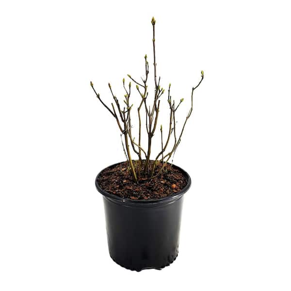 2.25 Gal. Yankee Doodle Lilac (Syringa v. 'Yankee Doodle') Live Shrub with Very Fragrant Deep Purple Flowers 1 Each