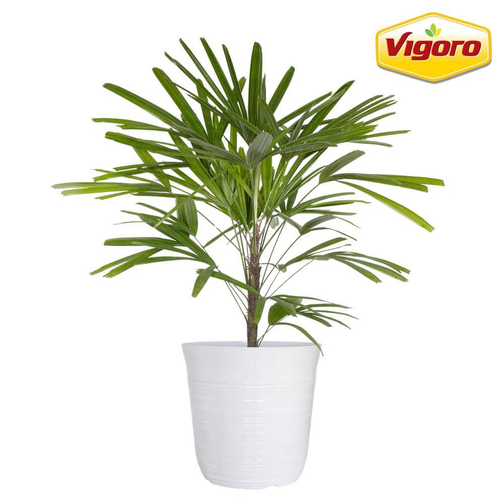 Vigoro 12 in. Vigoro Lady Palm Rhapis Excelsa Plant in White Decor
