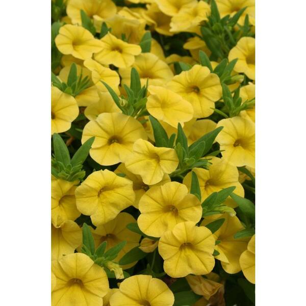 PROVEN WINNERS Superbells Yellow (Calibrachoa) Live Plant, Yellow Flowers, 4.25 in. Grande