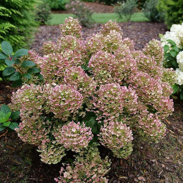 Proven Winners Hydrangea Tiny Tuff Stuff Ah-Ha 2 gal - Deluxe Garden Centre  & Landscape Supply