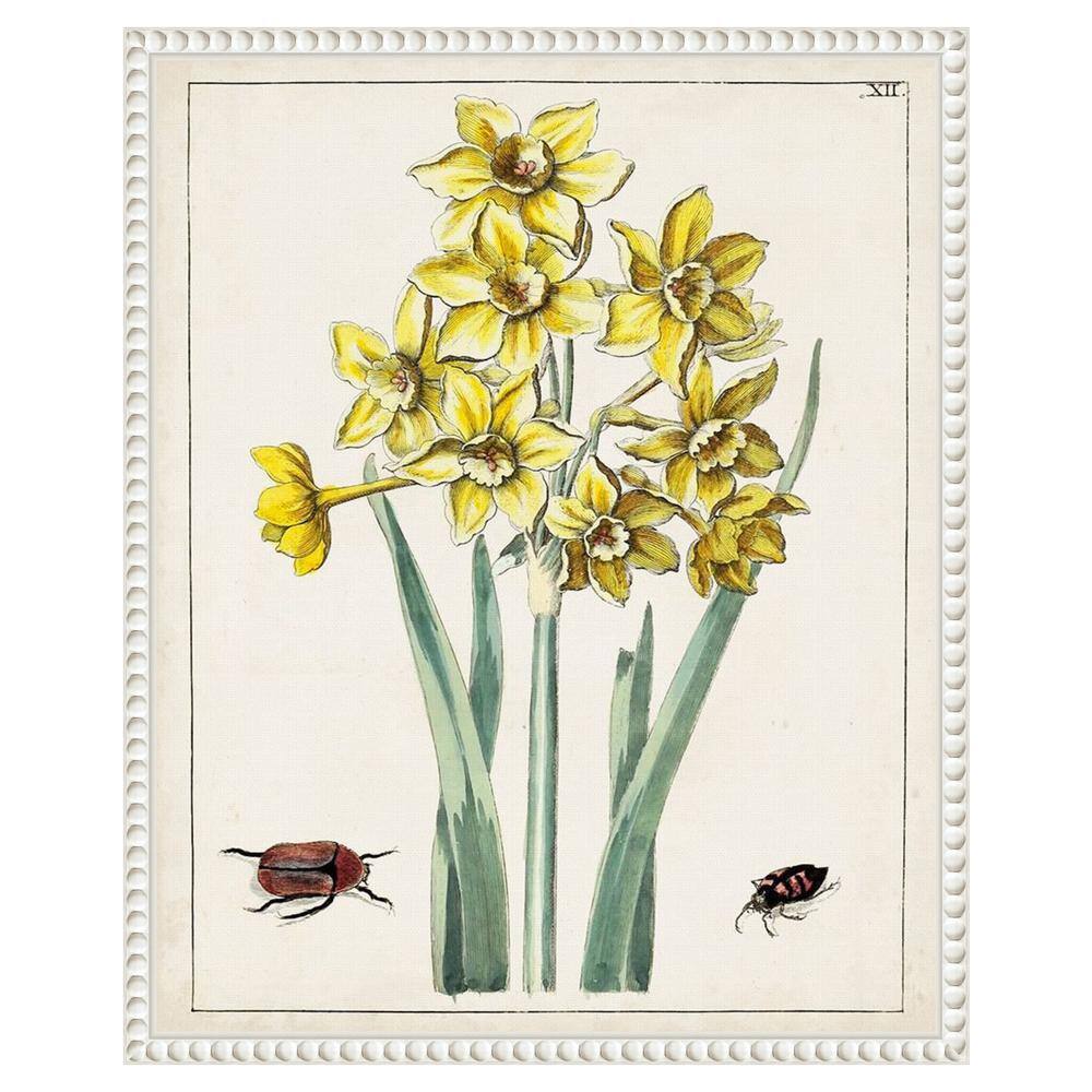 Dutch Florals III Yellow Daffodils Canvas Print with White Frame