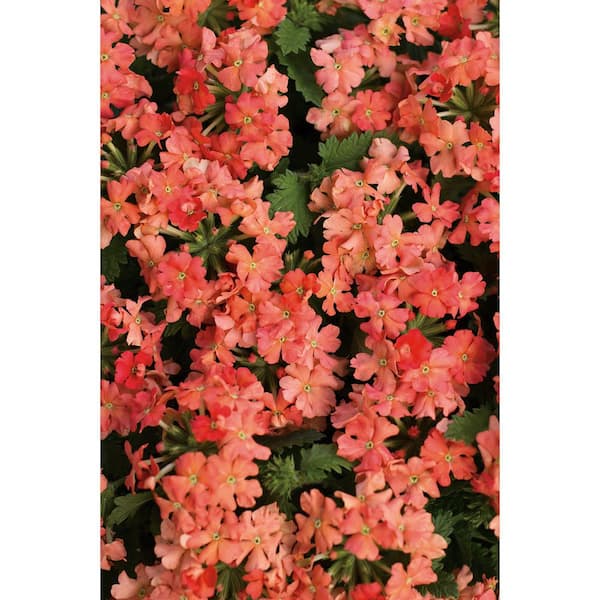 PROVEN WINNERS Superbena Royale Peachy Keen (Verbena) Live Plant, Peach-Orange Flowers, 4.25 in. Grande, 4-pack