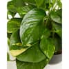 LIVELY ROOT 8 in. Hanging Golden Pothos (Epipremnum aureus