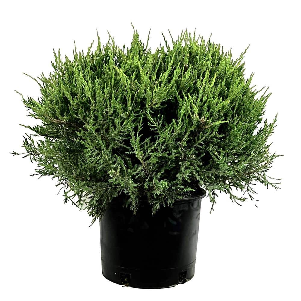 225 Gal Juniper Sea Green Live Shrub With Bright Green Foliage O488003 The Home Depot