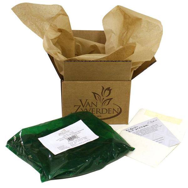 Hosta White Feather Perennial Plant Pack with Cream Leaves