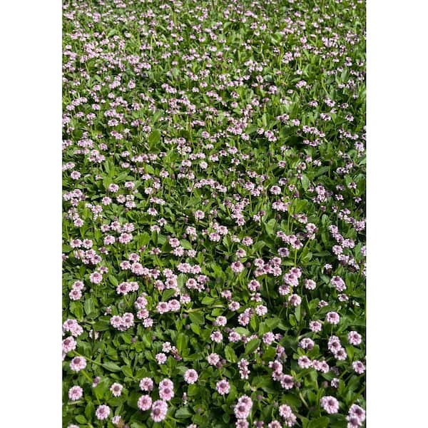 Turkey Tangle Frogfruit Spreading Plant (3-Pack)