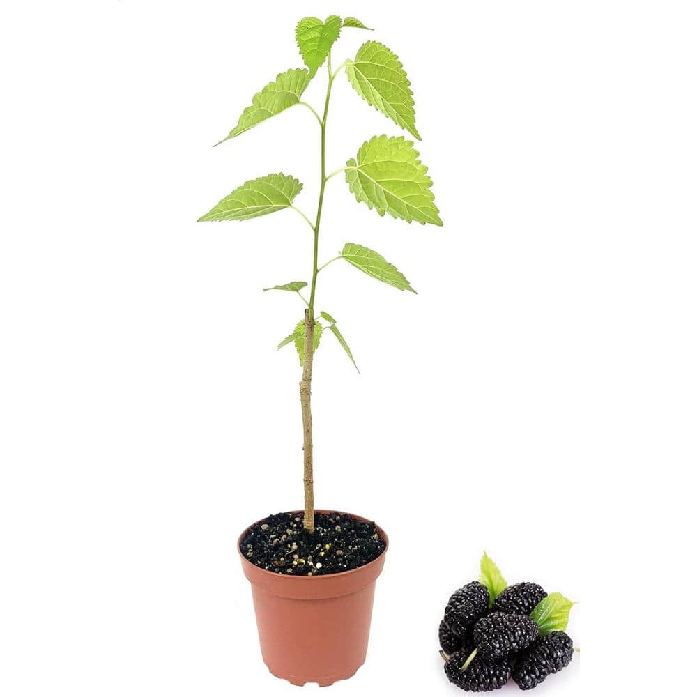 Everbearing Mulberry Tree in 4 Inch Pot for Patio and Garden