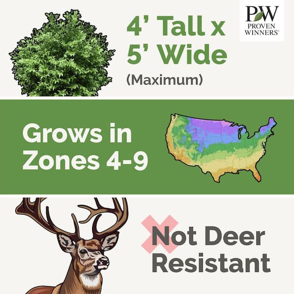 3 Gal. BloomStruck Reblooming Hydrangea Flowering Shrub, Blue or Purple Flowers