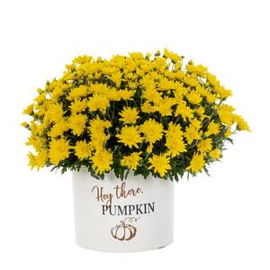 3 Qt. Live Yellow Chrysanthemum (Mum) Plant for Fall Porch or Patio in Decorative Hey There Pumpkin Tin (1-Pack)