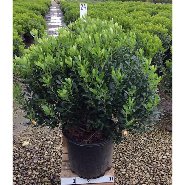 Unbranded Inkberry Holly (Ilex Glabra Densa)