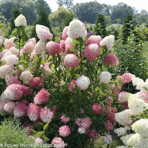4.5 in. Qt. Zinfin Doll Hardy Hydrangea (Paniculata) Live Shrub, Pink and White Flowers