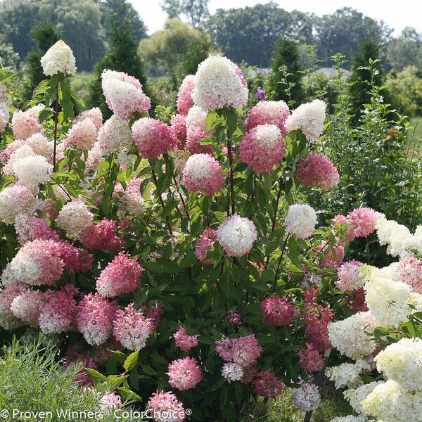 PROVEN WINNERS 4.5 in. Qt. Zinfin Doll Hardy Hydrangea (Paniculata) Live Shrub, Pink and White Flowers