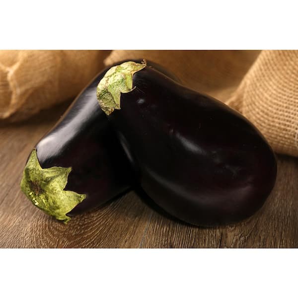 PROVEN WINNERS 4.25 in. Grande Proven Selections Classic Eggplant Live Vegetable Plant, 4-Pack