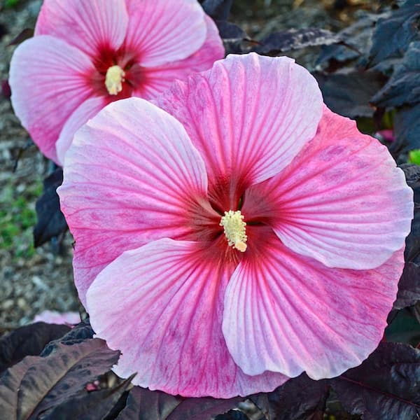 Spring Hill Nurseries Starry Starry Night Hibiscus Pink Flowers Live Bareroot Perennial Plant (1-Pack)