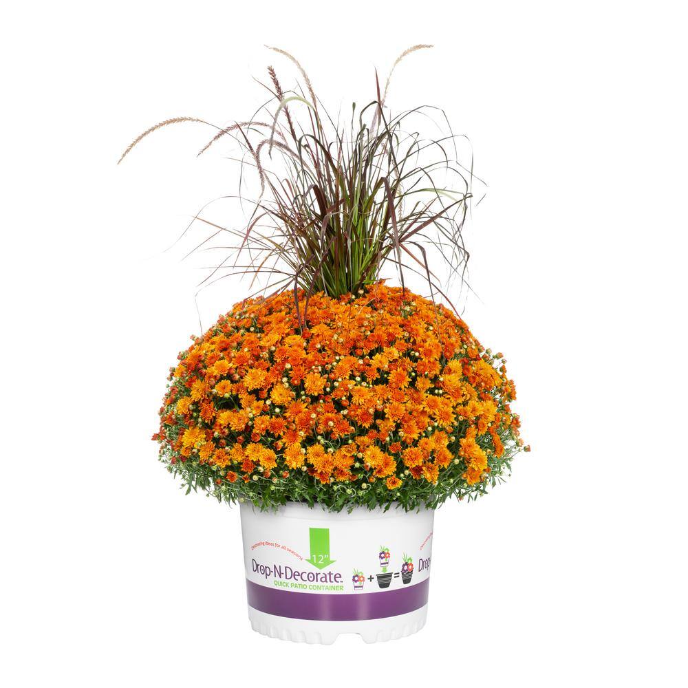 METROLINA GREENHOUSES 2.5 Gal. Drop N Decorate Orange Mum Chrysanthemum
