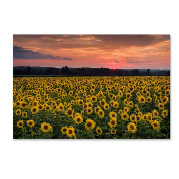 Trademark Fine Art 14 in. x 19 in. Sunflowers Centered by Assaf Frank Floater Frame Nature Wall Art