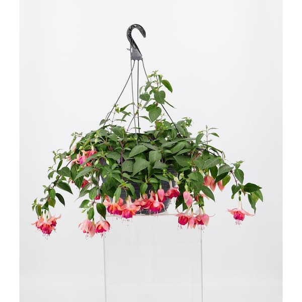 Unbranded 12 in. 2 Gal. Assorted Flowering Annual Premier Fuchsia Hanging Basket