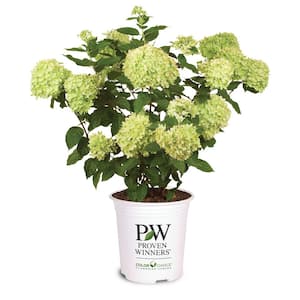 2 Gal. Little Lime Hardy Hydrangea Shrub with Green to Pink Flowers