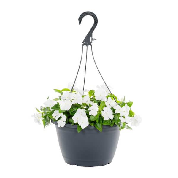 METROLINA GREENHOUSES 1.25 Gal. Vinca Catharanthus White