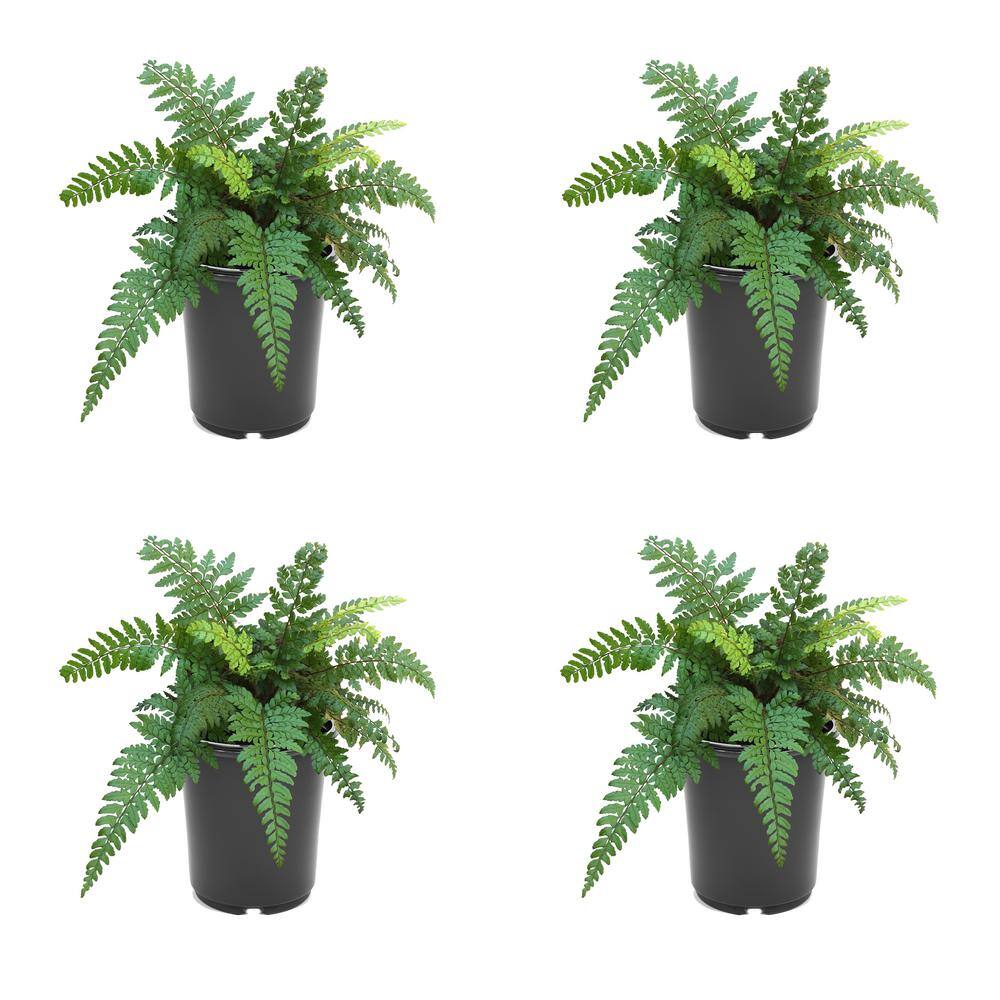 2.5 qt. Perennial Fern Polystichum m. Makinos Holly (4-Pack)