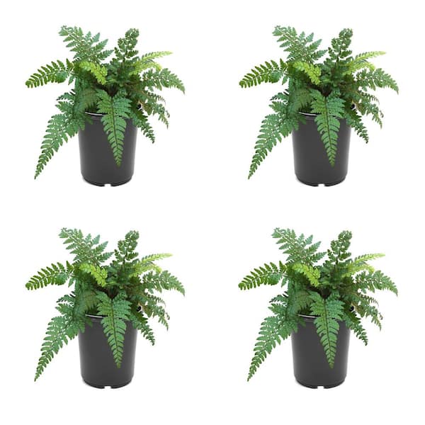 Unbranded 2.5 qt. Perennial Fern Polystichum m. Makino's Holly (4-Pack)