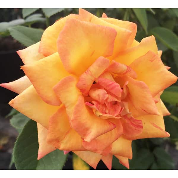 SEASON TO SEASON 2 Gal. Gold Medal Rose with Yellow Flower