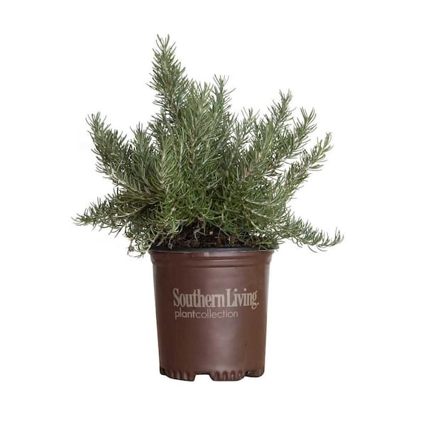 SOUTHERN LIVING 1.5 Gal. Chef's Choice Rosemary Shrub Live Potted Herb Plant
