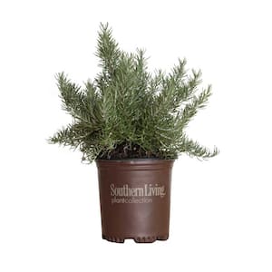 1.5 Gal. Chef's Choice Rosemary Shrub Live Potted Herb Plant