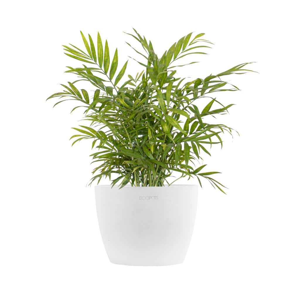 Neanthebella Palm Chamaedorea Elegans Parlor Palm Live Plant in 6 inch Premium Sustainable Ecopots Pure White Pot price history on PriceWatchPro