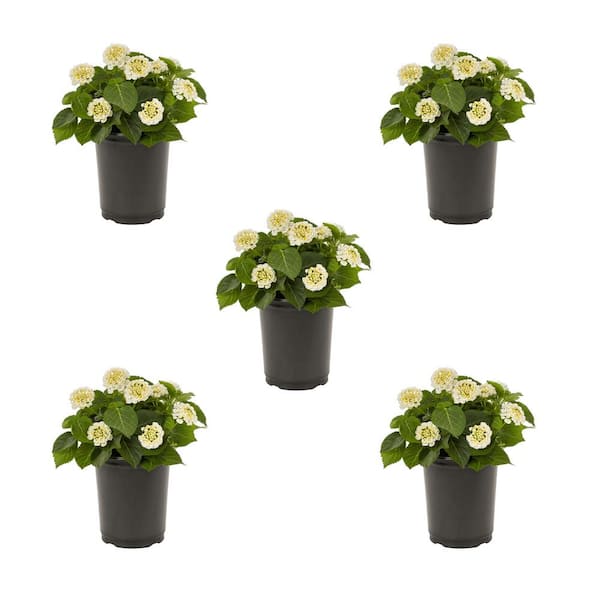 METROLINA GREENHOUSES 1.5 Pt. White Lantana Annual Plant (5-Pack)
