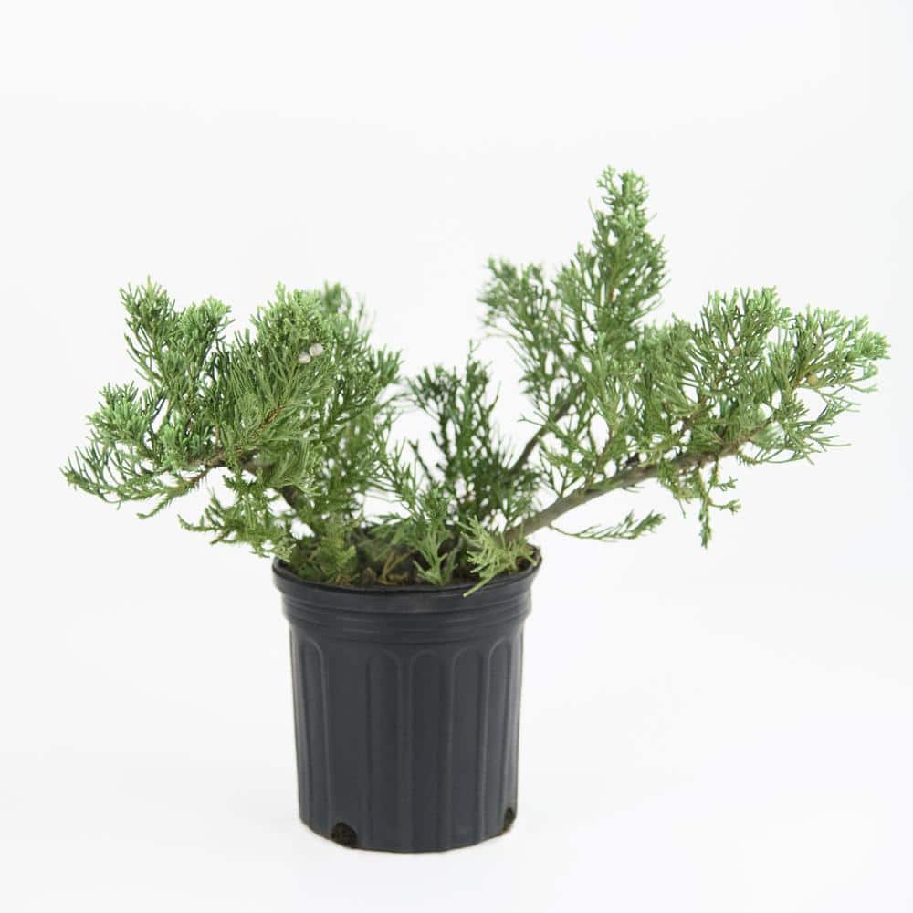national PLANT NETWORK 2.25 Gal. Parsonii Juniper Plant HD7481 The