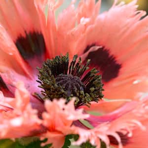Poppies Pink Ruffles Roots (5-Pack)