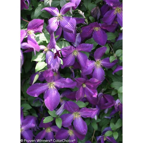 1 Gal. Happy Jack Purple (Clematis) Live Shrub, Purple Flowers