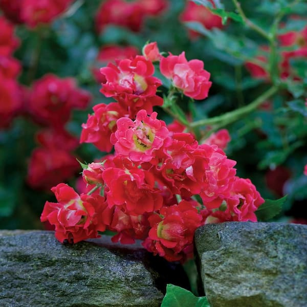 Drift 2 Gal. Red Drift Rose Bush with Red Flowers 13190 - The Home