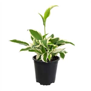 1 Gal. Hosta White Variegated Plant