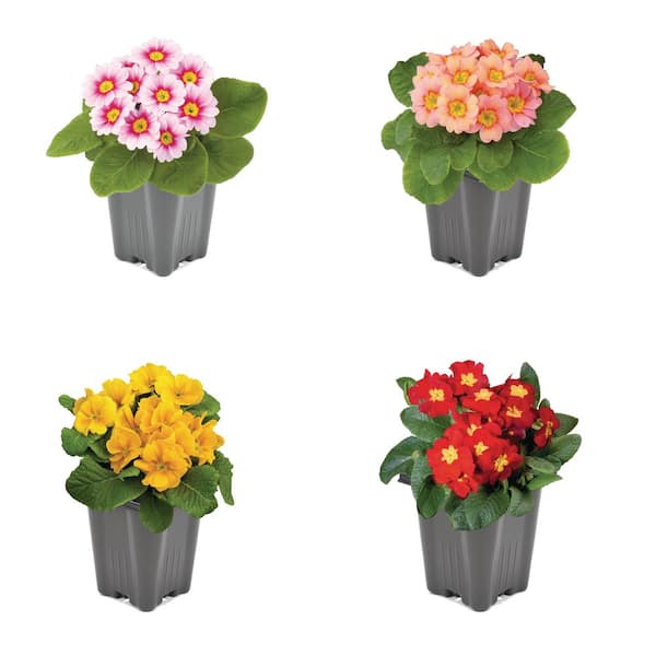 Unbranded 1.0 PT Annual Flowering Primrose Mix Assorted Colors (4 Pack)