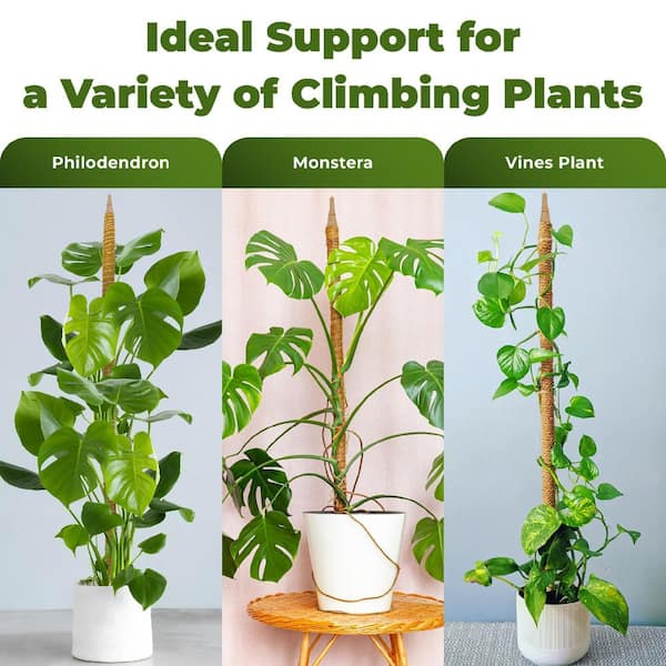 28" Bendable Moss Pole, Plant Support Stakes for Indoor Climbing  Houseplants, 2 Pack YX929-04 - The Home Depot